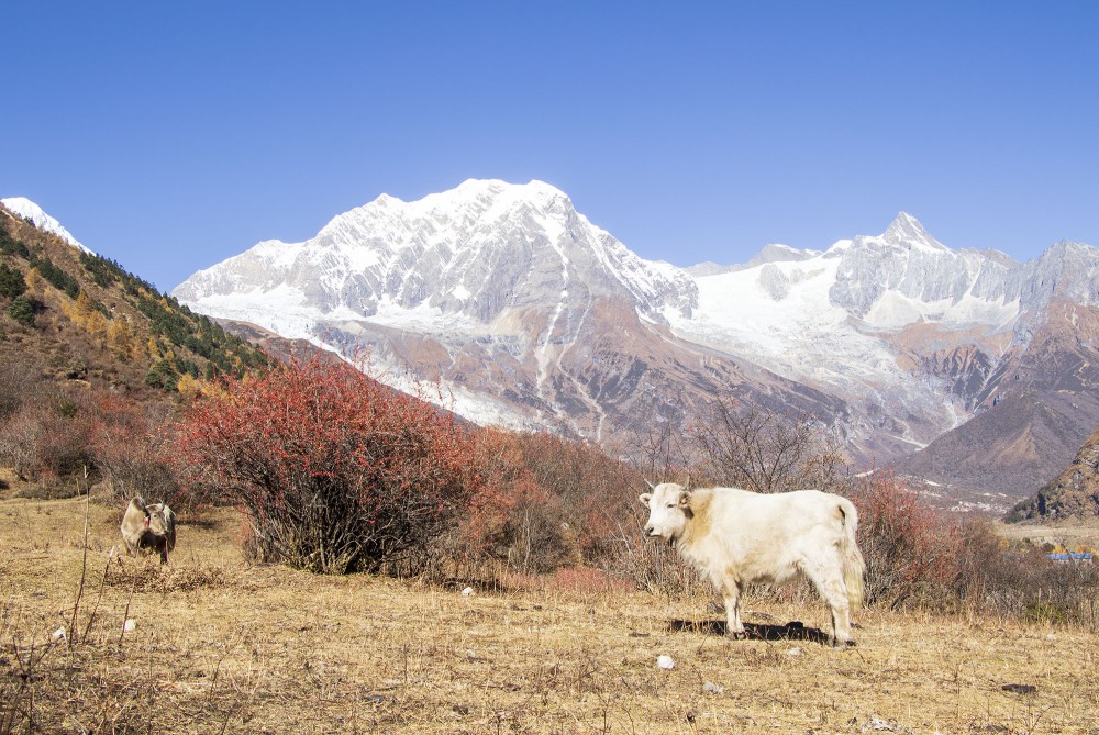 Manaslu Region Trek