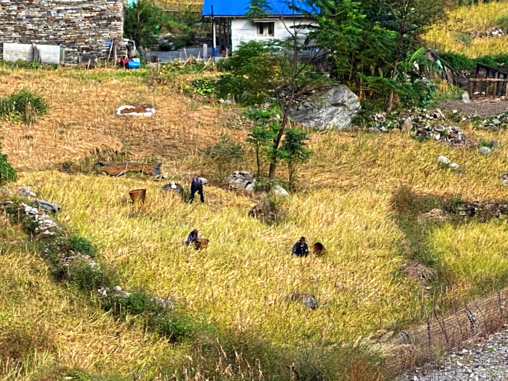 nepal crop harvesting