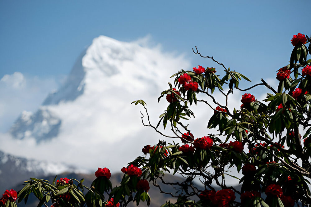 Annapurna Region During Spring